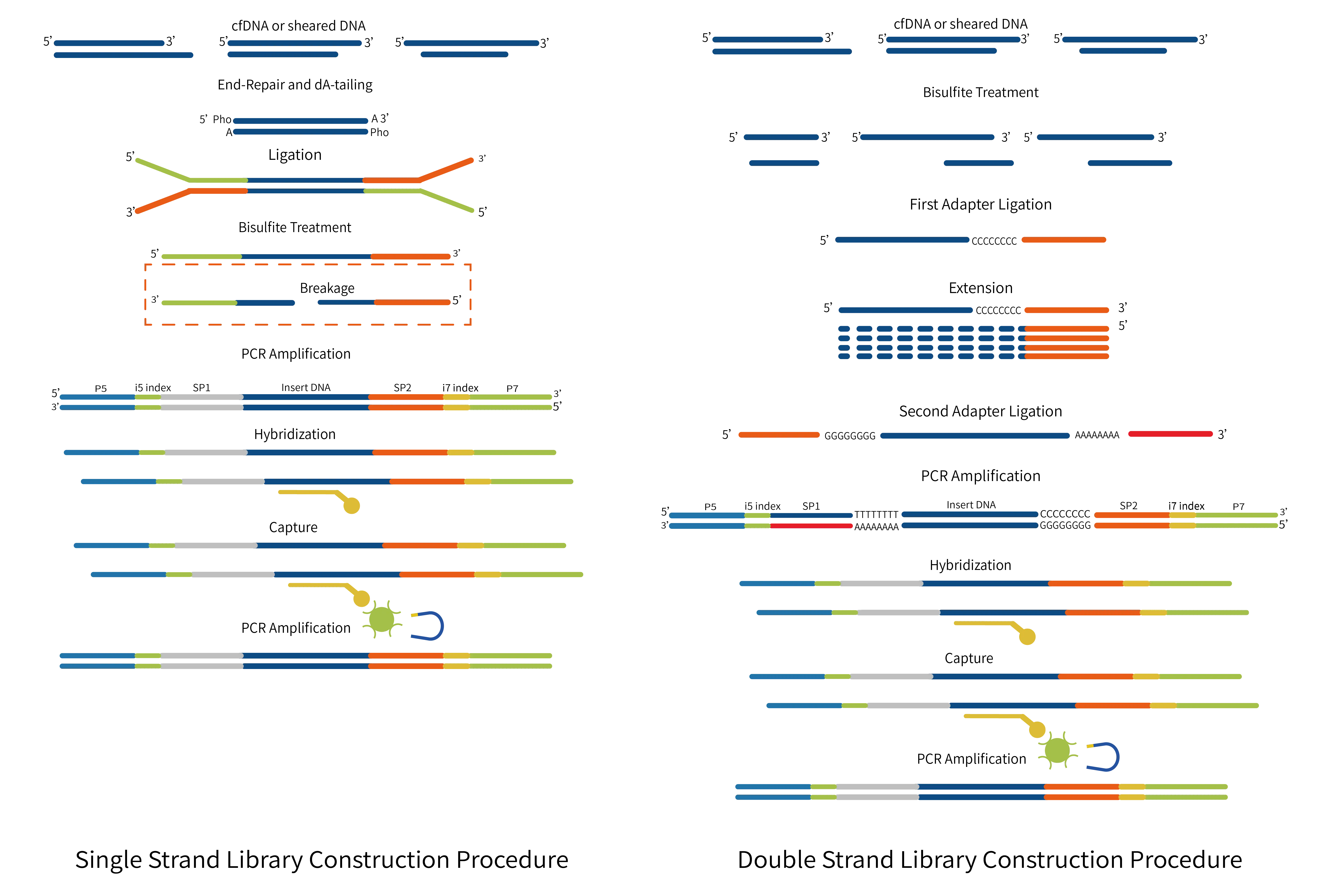 Solution - Single/Double Stranded Library Construction