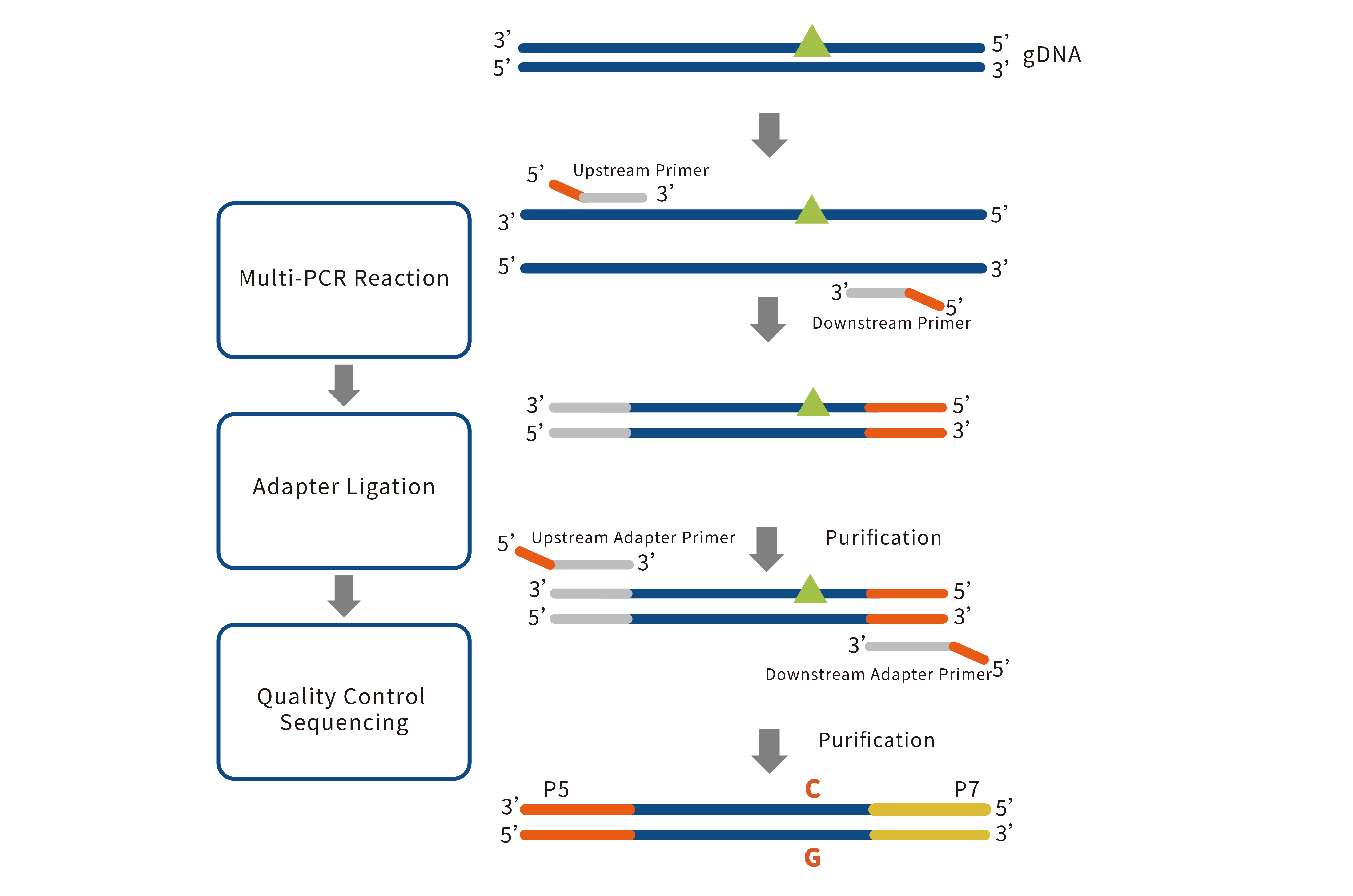 MultipSeq_Library_Prep_Kit_principle.png