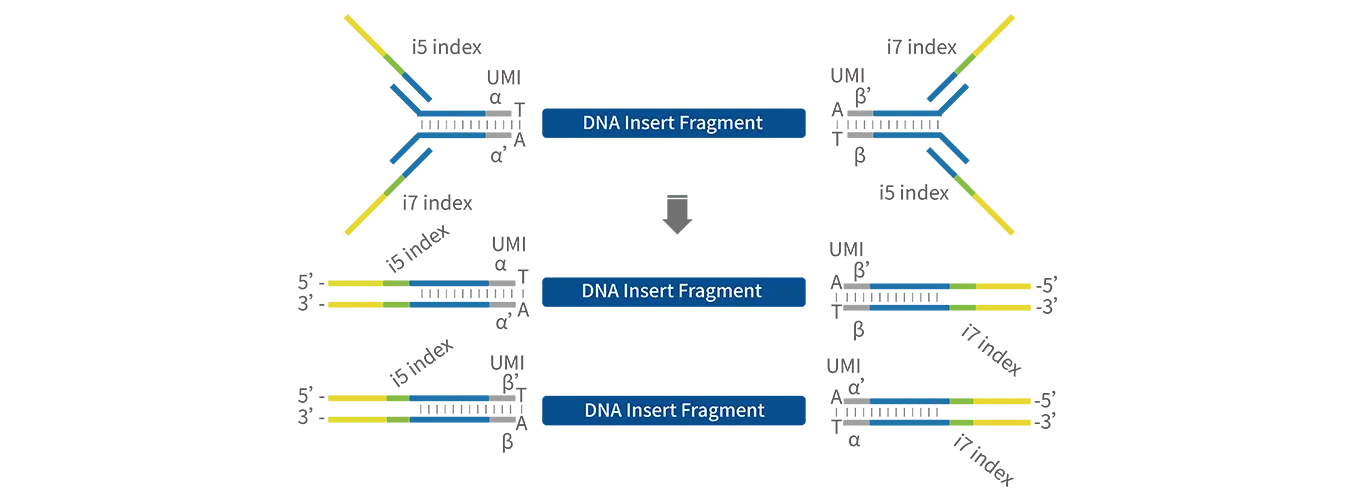 Illumina