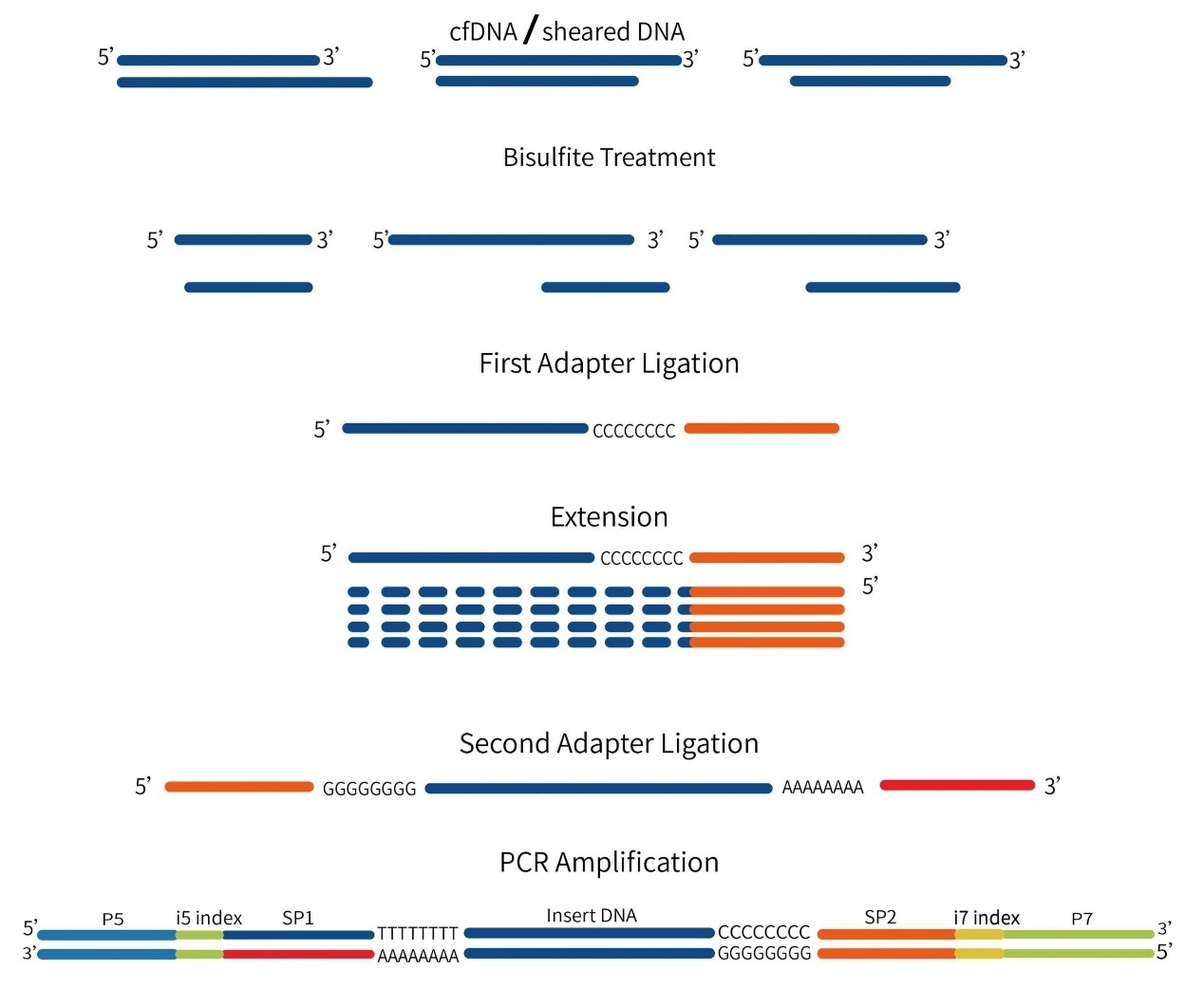 ssdna-library-prep-kit-technical-principle.jpeg