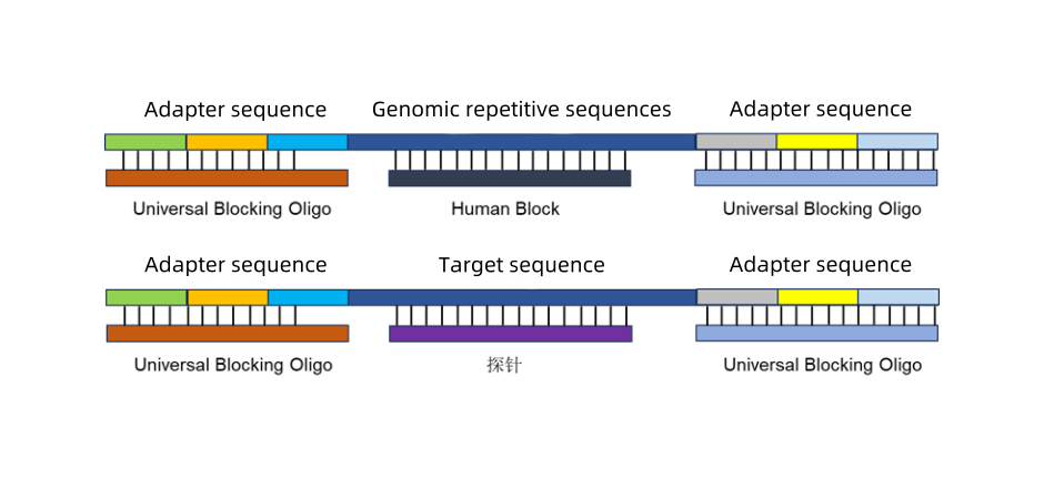 Decade of Exploration | Hybridization Capture Human Block Revealed Function of Human Block Decade of Exploration | Hybridization Capture Human Block Revealed Function of Human Block